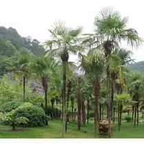 Comprar Semillas De Palmera Excelta X 10 Semillas