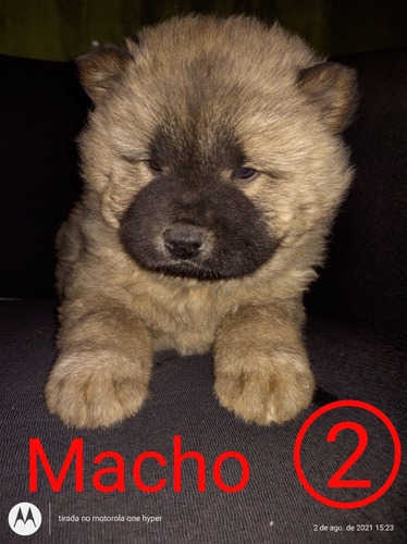Imagem 3 de 4 de Filhote De Chow Chow Macho