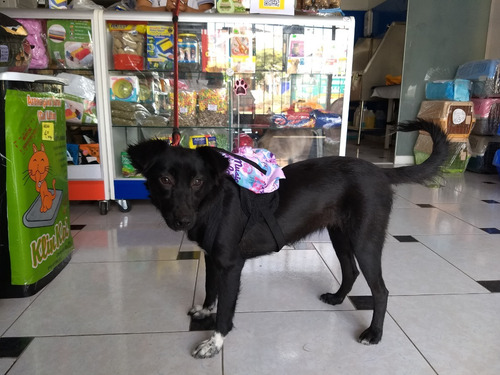 Mochila Para Perro, Para Pasear