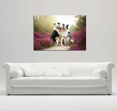 Vinilo Decorativo 20x30cm Perros Border Collie Masc