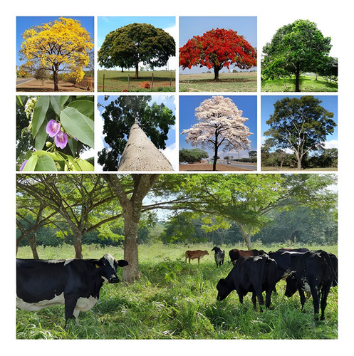 600 Sementes De Arvores Do Bioma Cerrado Para Mudas