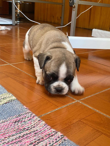 Imagen 4 de 5 de Bulldog Francés Bebé Entrega 20 De Marzo