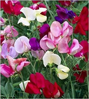 Earthcare Seeds Fragant Sweet Peas 100 Seeds Royal Family (l