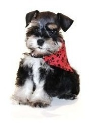 Schnauzer Miniatura Entrega Inmediata Tenemos Machos/hembras