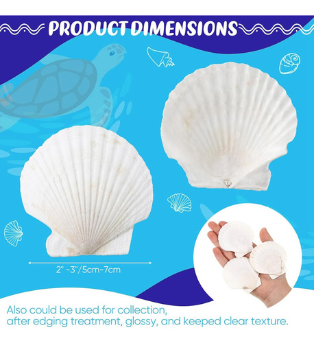 100 Unidades De Conchas Marinas Para Fabricar Conchas De Vie