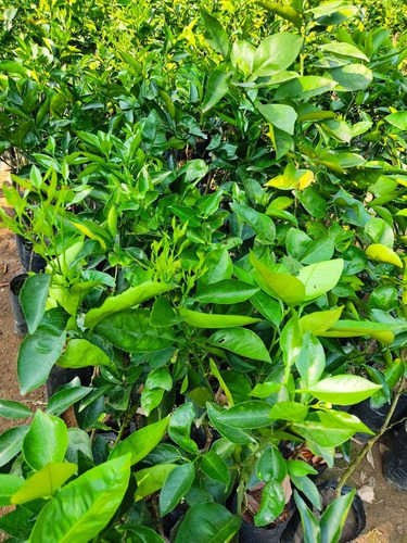 5 Frutales Naranja,limón,lima, Mandarina,toronja,litche,yaca