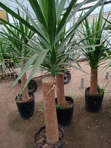 Palmera Yuca Gloriosa Tropical Grande 180cm. E.gratis Amba