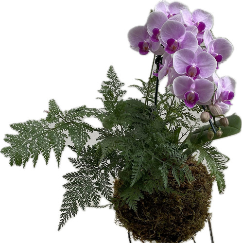 Kokedama Duo Orquídea Phalaenopsis+renda Francesa P/presente