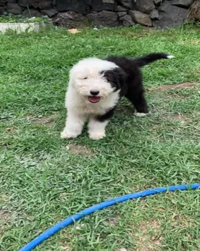 Cachorros Viejo Pastor Ingles Machos y Hembras – ❤️ZooMercado❤️