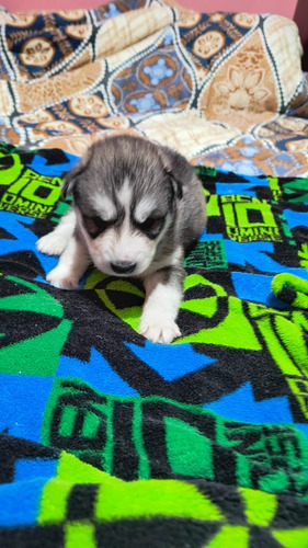 Vendo Filhotes De Husky Siberiano