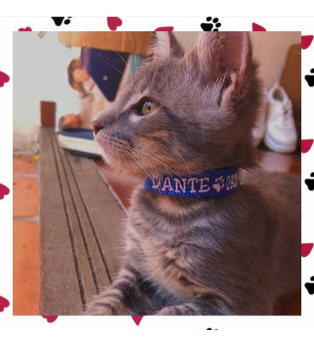 Collar Grabado Con El Nombre Y El Número Para Gato 