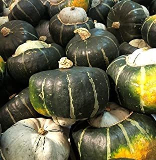 Michigan Buttercup Squash Seeds Paquete De 20 Semillas