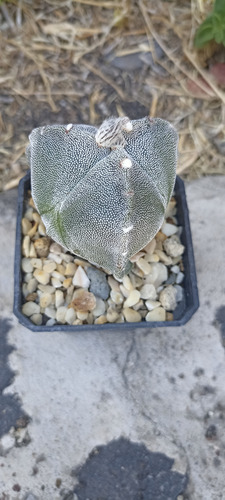 Astrophytum Myriostigma Tricostatum, 3 Costillas, Nv