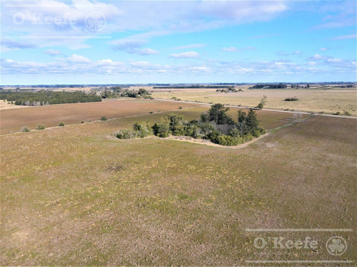 Imagen 1 de 18 de 33 Has En Venta - Chacra Agrícola Con Excelente Acceso