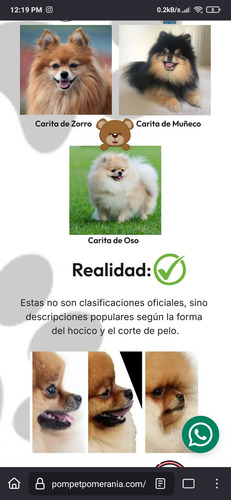Pomerania Choco-parti Marron Y Blanco