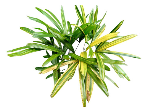 Rhapis Excelsa Variegada (planta De Colección)