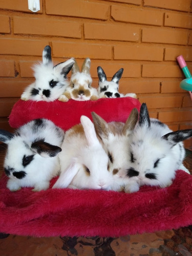 Imagen 5 de 10 de Teddy Holland Lop Conejos Enanos Mascotas León