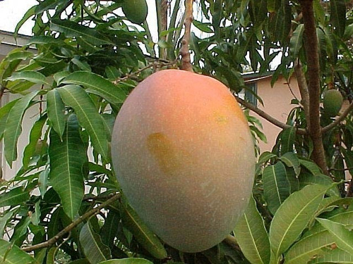 Imagen 2 de 10 de Combo 3 Arboles Frutales - Viv.hab.senasa-e.gratis Caba-gba