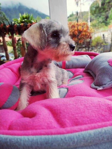 Imagen 10 de 10 de Schnauzer Blancos Y Plata.