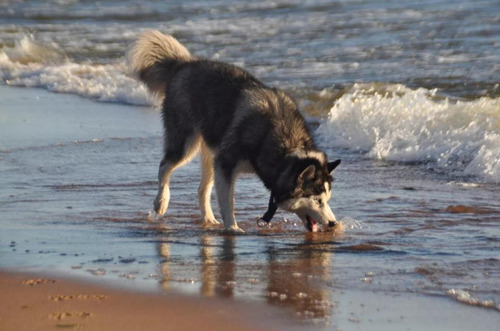 Cachorros Siberianos