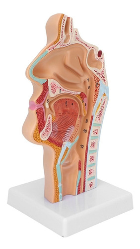 Modelo Anatómico Humano Cavidad Oral Nasal Garganta