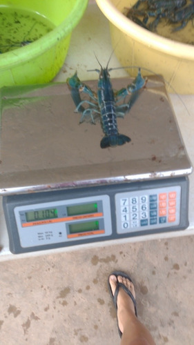 Imagen 4 de 10 de Langosta Australiana Redclaw Crayfish Congelada Chica 1kg
