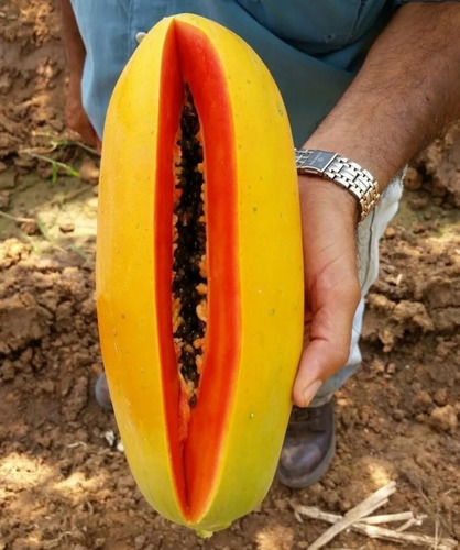 10000 Semillas De Papaya Intenzza Y 5000 De Mulata 