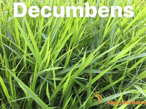 Semilla Pasto Brachiaria Decumbens 5 Kilos Más Envío Gratis