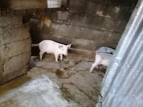 Imagen 1 de 6 de Lechones Una Mantwcq A Leche Y Racion