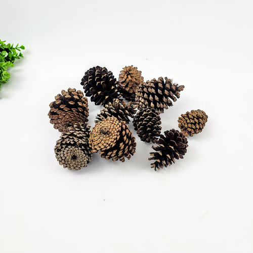Pinha Natural Marrom Impermeabilizada - Kit 10un