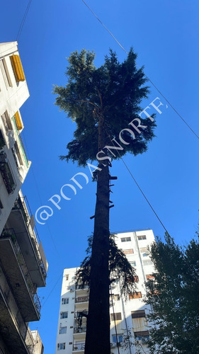 Podas Norte - Podas En Altura - Jardineria 1121614055