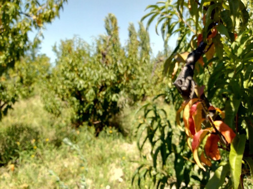 Imagen 6 de 25 de Venta De Finca 14 Ha En Producción - San Rafael Mendoza