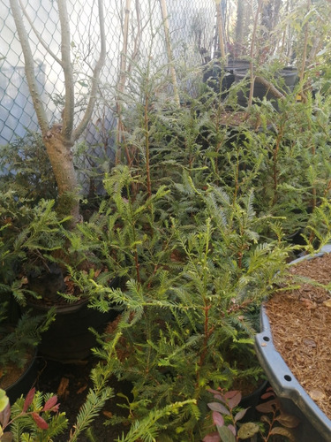 Secuoya Gigante ( Arbol ) Sequoia Sempervirens 1 - 1-20 M