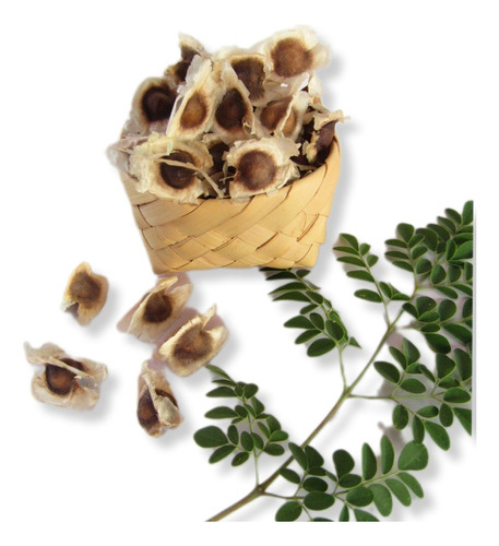 Semilla De Moringa 