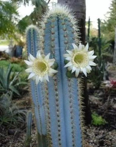 Pilosocereus Azureus, Cactus Azul, 10 Semillas, Mp