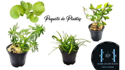 Promoción De Paquete De Plantas Acuáticas