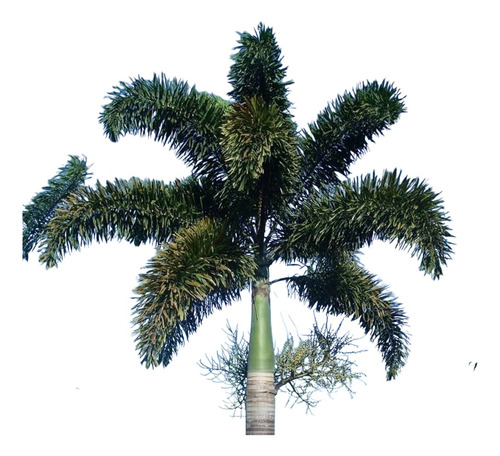 Paquete De Palmeras Para Decoración De Jardín