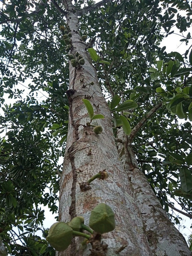Finca Ganadera En Hatillo Monte Plata Con Acto De Venta Cuenta De 62800 Metros 100 Tareas