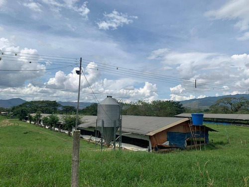 Imagen 3 de 15 de Rp Vende Finca Granja Avícola, Miranda, Estado Carabobo Rp 185.862