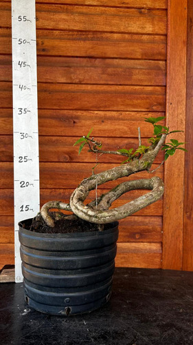 Pré Bonsai Primavera Rosa Bougainvillea 10 Anos ( Cod.045))