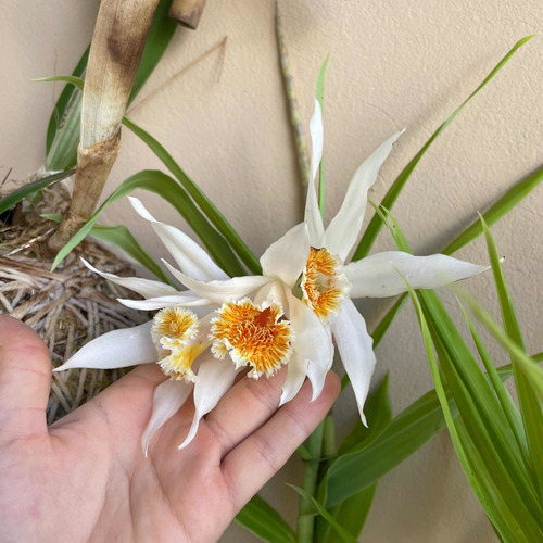 Orquídea Terrestre Exótica Thunia Marshalliana (sem Flor)