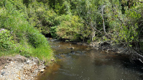 Campo En Venta En Cañitas, Los Muermos, Región De Los Lagos