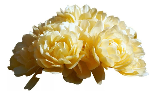 Rosa Banksiae E10