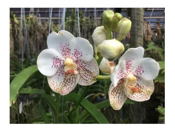 Orquídea Vanda Branca | MercadoLivre 📦