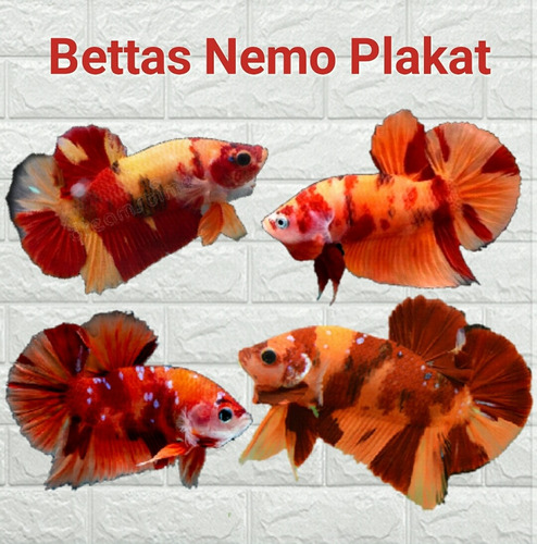 Imagen 1 de 1 de Bettas