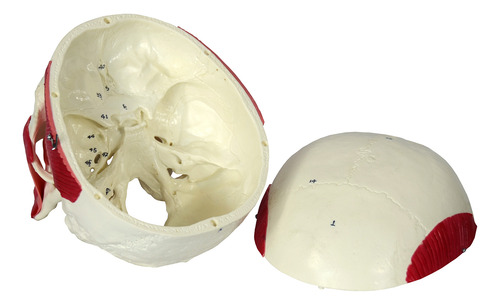 Modelo Anatômico Do Crânio Com Músculos Mastigação Anatomic