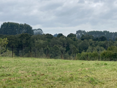 Parcela Con Vista Al Bosque | Quebrada Honda