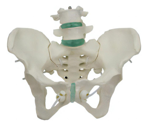 Anatomia Da Pelve Feminina Flexível Com Vértebra Lombar