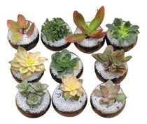 Comprar Pack 25 Mini Terrarios Suculenta Vidrio0\u002F Souvenir\u002Feventos
