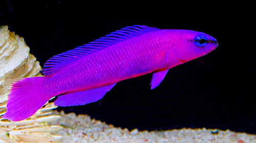 Fridmani Dottyback - 4-5cm (pseudochromis Fridmani)